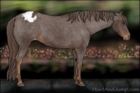 Horse Color:Liver Chestnut Appaloosa