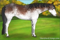 Horse Color:White Spotted Bay 