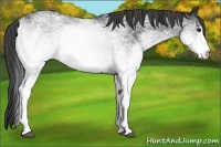 Horse Color:White Spotted Smoky Black