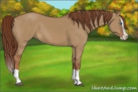 Horse Color:Red Dun Splash 