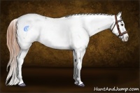 Horse Color:Buckskin Roan Dun Snowcap 