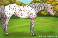 Horse Color:Bay Appaloosa