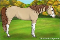 Horse Color:Red Dun Splash