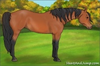 Horse Color:Bay Rabicano