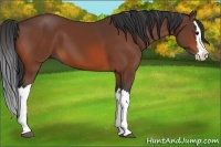 Horse Color:Bay Splash 