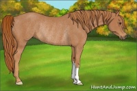 Horse Color:Chestnut Rabicano