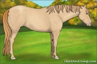 Horse Color:Gold Champagne Roan 