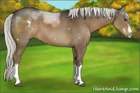 Horse Color:White Spotted Liver Chestnut Splash 