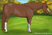 Horse Color:Chestnut 