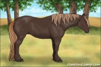 Horse Color:Liver Chestnut 