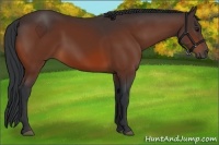 Horse Color:Bay 