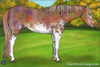 Horse Color:Nacre White Spotted Chestnut 