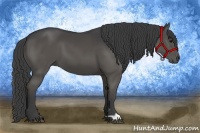 Horse Color:Smoky Black 