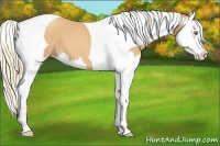 Horse Color:Gold Champagne Splash Tobiano 
