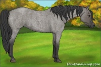 Horse Color:Smoky Grullo Roan 