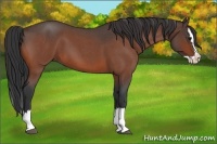 Horse Color:Bay Roan Splash 
