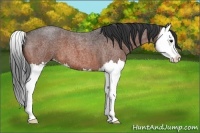 Horse Color:Bay Roan Splash