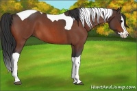 Horse Color:Bay Roan Splash Tobiano 