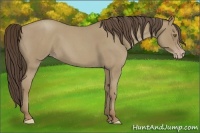 Horse Color:Classic Cream Champagne Roan