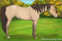 Horse Color:Amber Champagne Roan 
