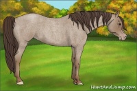 Horse Color:Classic Champagne Roan 