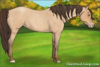 Horse Color:Amber Champagne Roan 