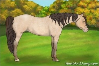 Horse Color:Amber Champagne Roan 