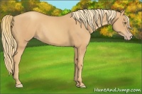 Horse Color:Gold Champagne Rabicano