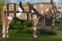 Horse Color:White Spotted Red Dun