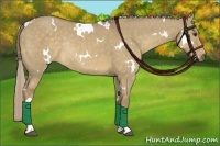 Horse Color:White Spotted Chocolate Palomino Dun Rabicano