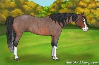 Horse Color:Bay Roan Splash