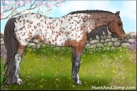 Horse Color:Brown Appaloosa  and Brown Appaloosa 
