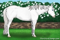 Horse Color:Silver Grullo Sabino Splash 