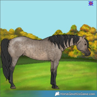 Horse Color:Brown Dun Brindle 