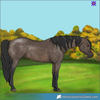 Horse Color:Brown Dun Brindle 