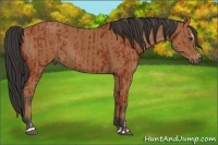 Horse Color:Bay Sabino Rabicano and Buckskin Sabino Rabicano