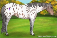 Horse Color:Bay Appaloosa