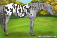 Horse Color:Liver Chestnut Appaloosa 