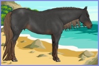 Horse Color:Liver Red Roan 