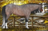 Horse Color:Bay Roan Splash