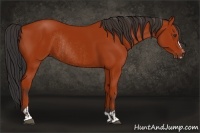 Horse Color:Bay Sabino Rabicano  and Bay Sabino Rabicano 