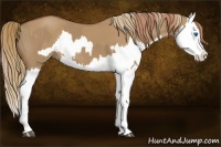 Horse Color:Red Dun Splash  and Red Dun Splash 