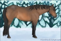 Horse Color:Buckskin 