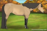 Horse Color:Buckskin 