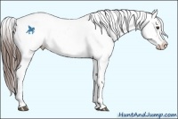 Horse Color:White Spotted Liver Chestnut Blanket 