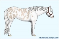 Horse Color:Silver Smoky Black Pearl Sabino Appaloosa 