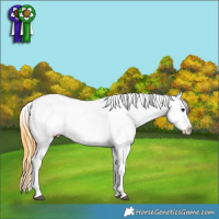 Horse Color:Buckskin Sabino Appaloosa