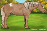 Horse Color:Chestnut  and Chestnut Varnish 