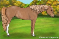 Horse Color:Chestnut Rabicano