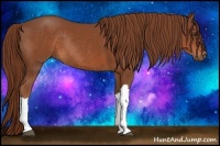 Horse Color:Chestnut Rabicano